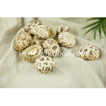 White Flower Mushroom Tasty Dried Vegetable